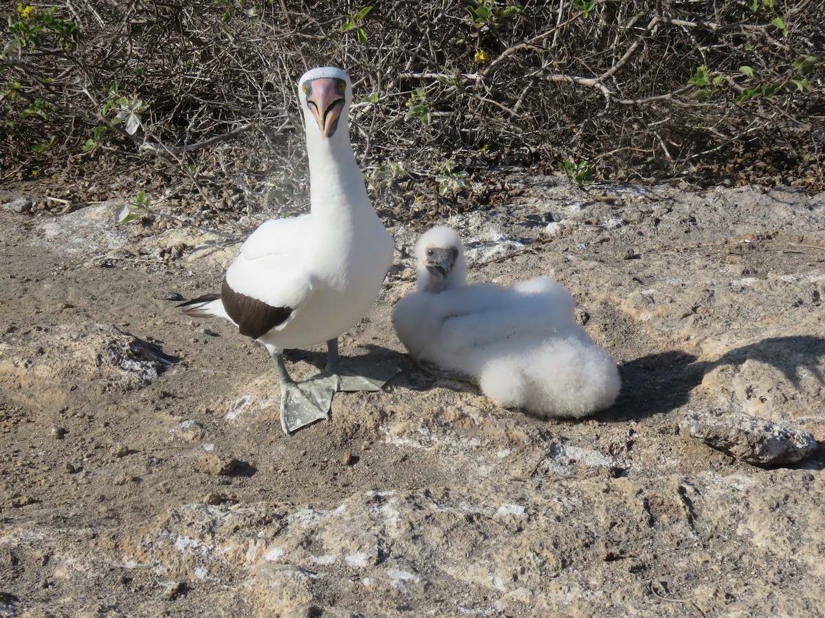 Zanga galapagoarra - ML647526484