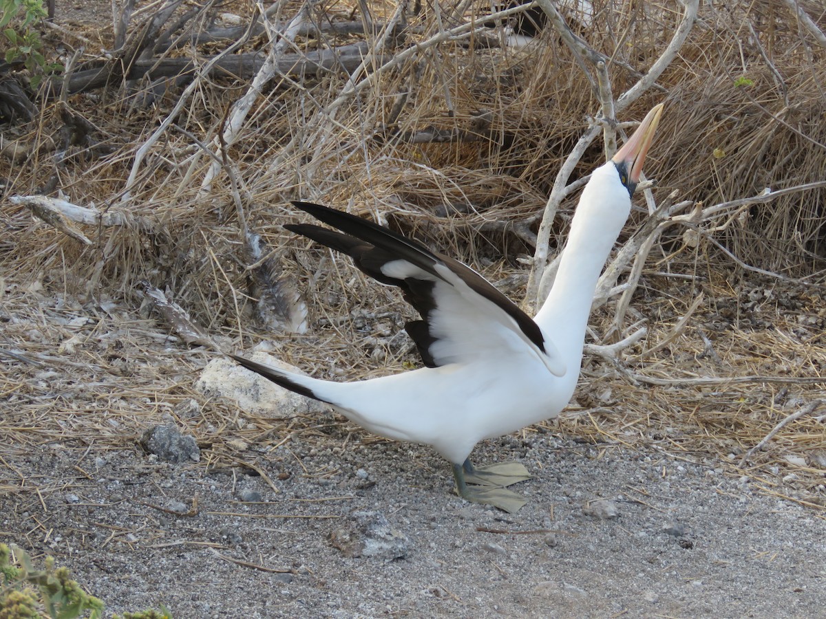 Zanga galapagoarra - ML647526485