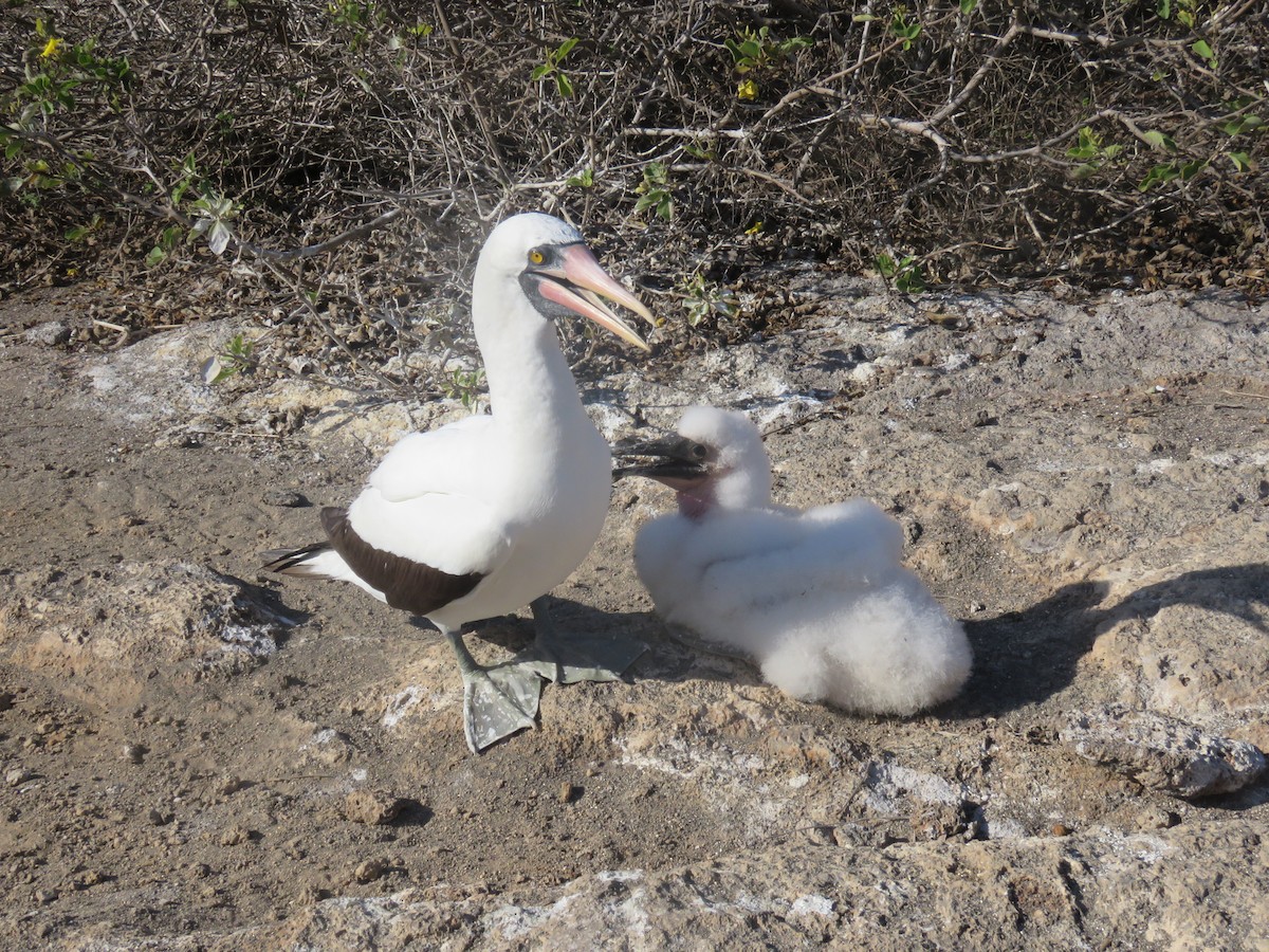 Zanga galapagoarra - ML647526486