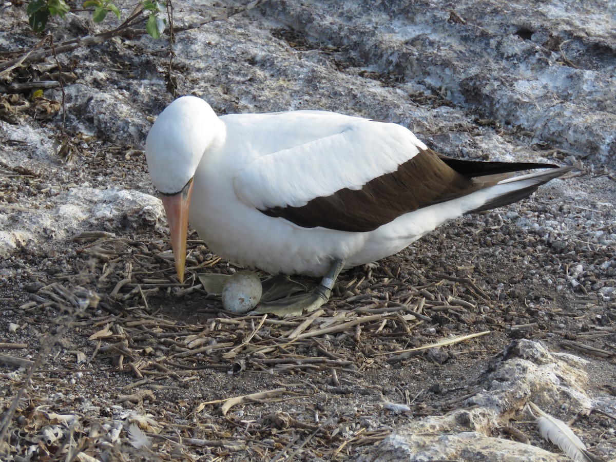 Zanga galapagoarra - ML647526488