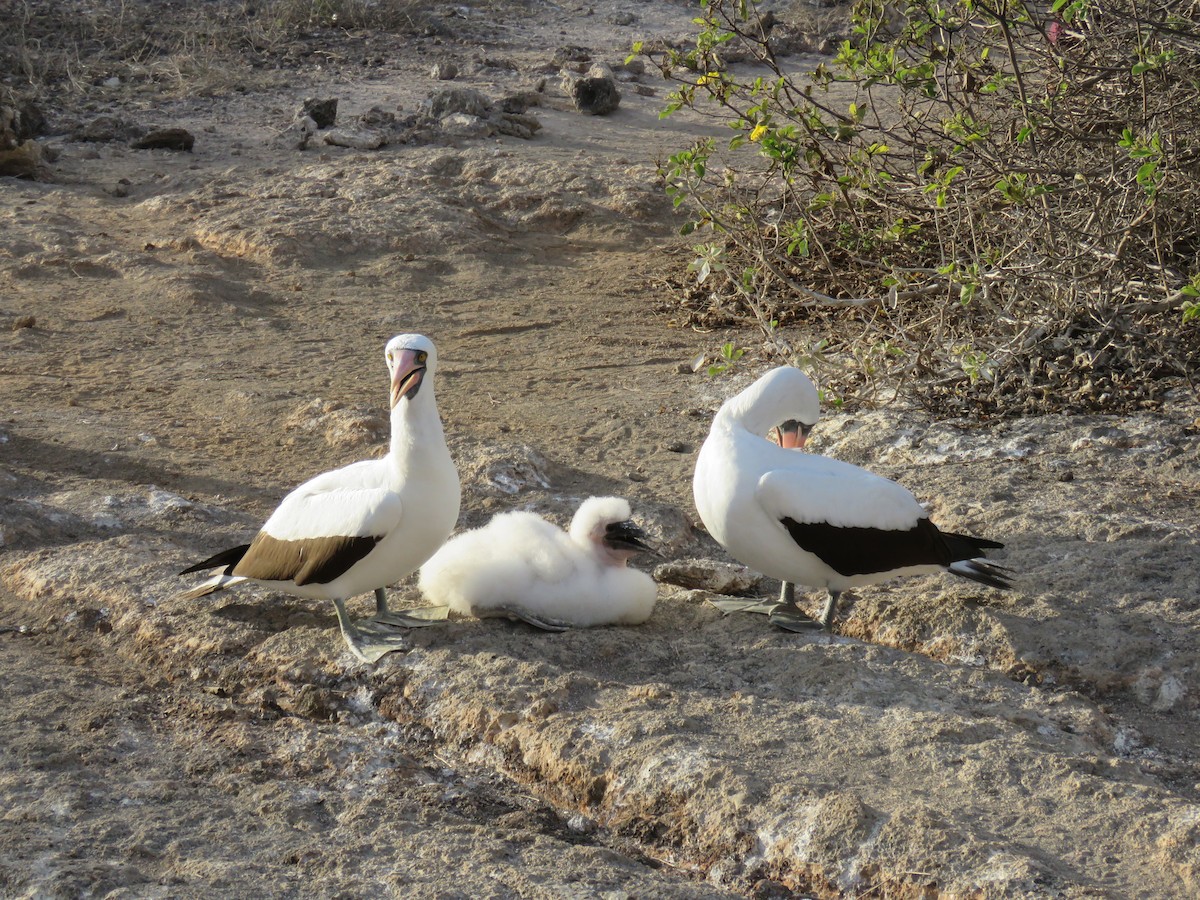 Zanga galapagoarra - ML647526489