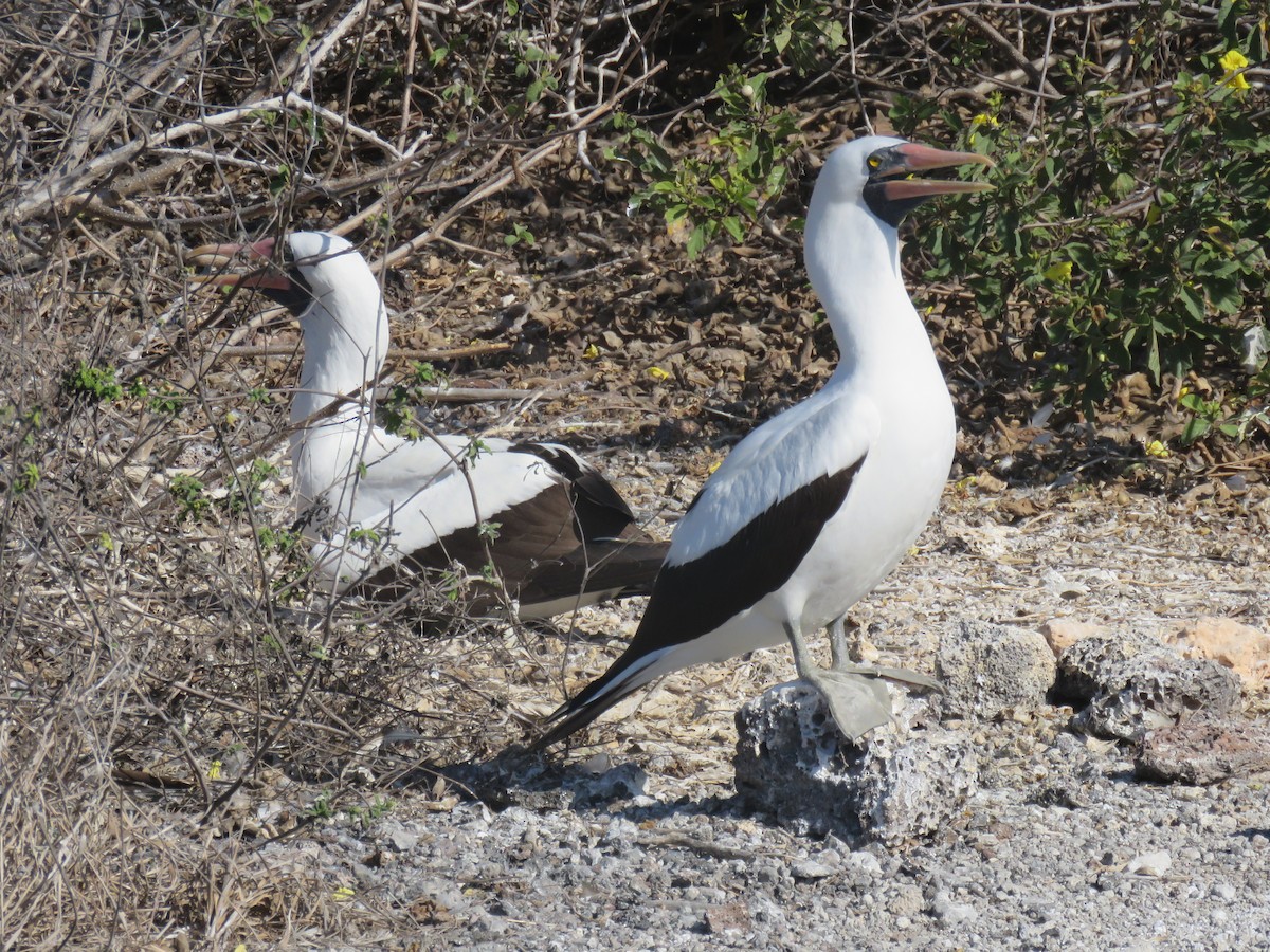 Zanga galapagoarra - ML647526490