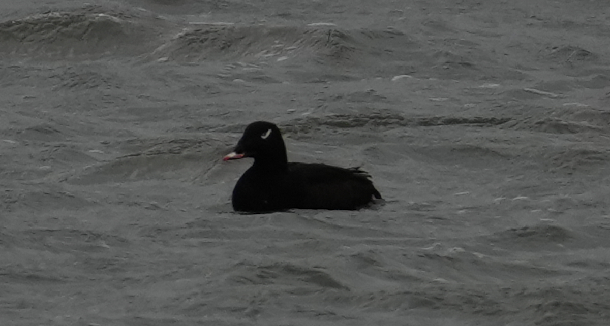 アメリカビロードキンクロ - ML647526497