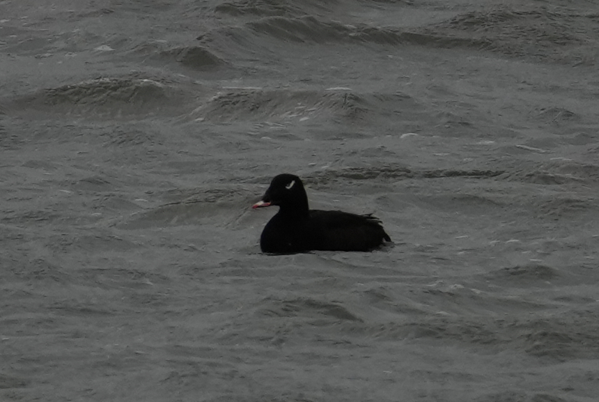 アメリカビロードキンクロ - ML647526498