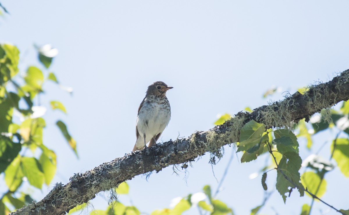 Swainson's Thrush - ML64752651