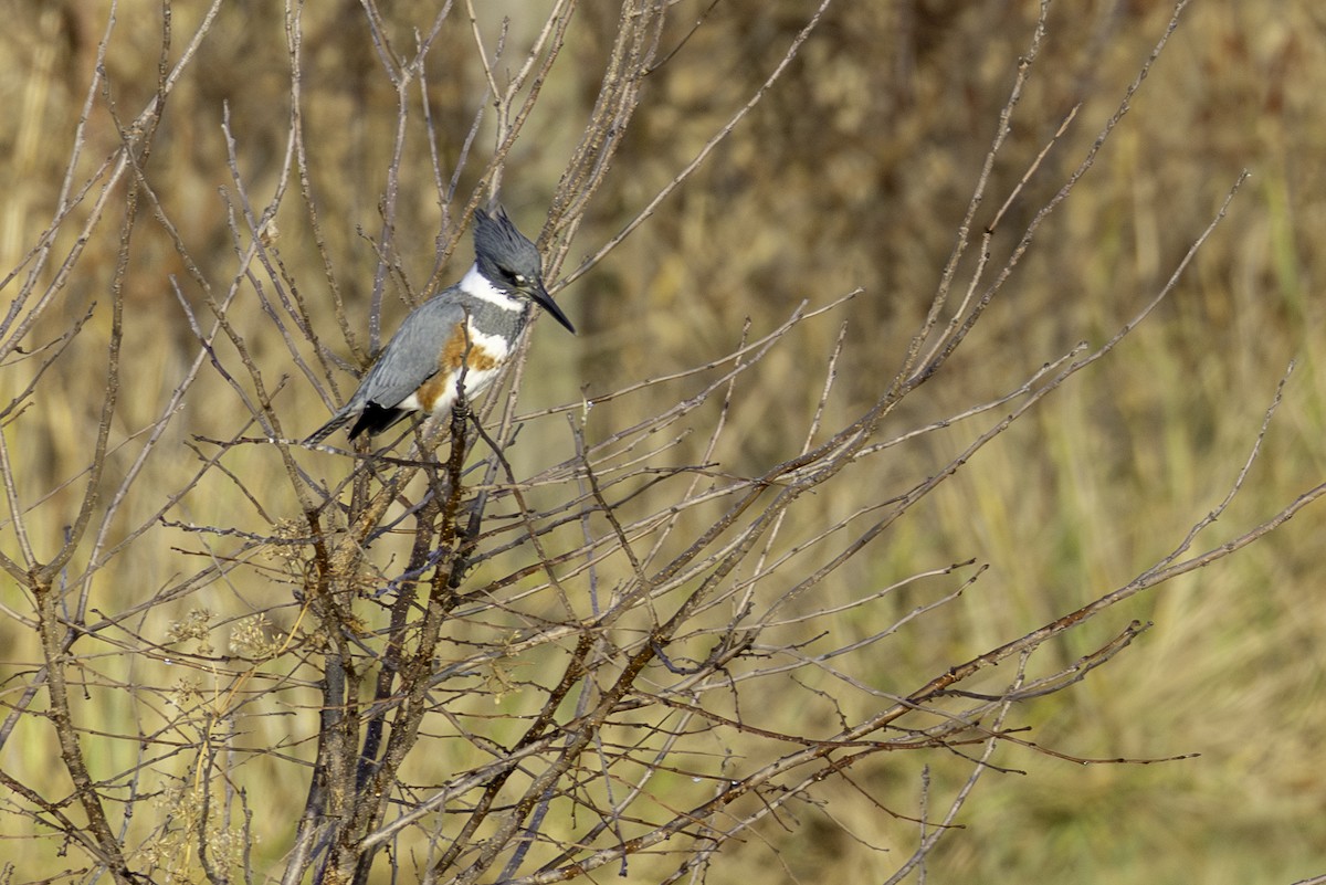 שלדג אמריקני - ML647526521