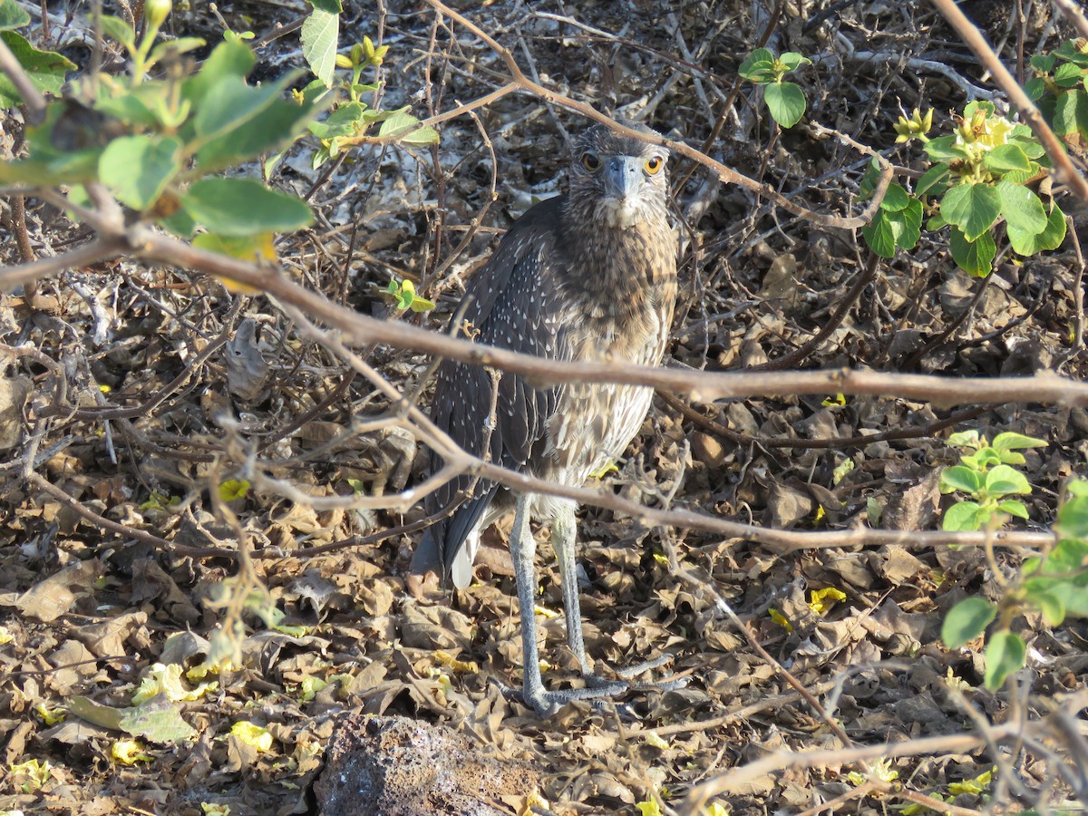 Yellow-crowned Night Heron (Galapagos) - ML647526522