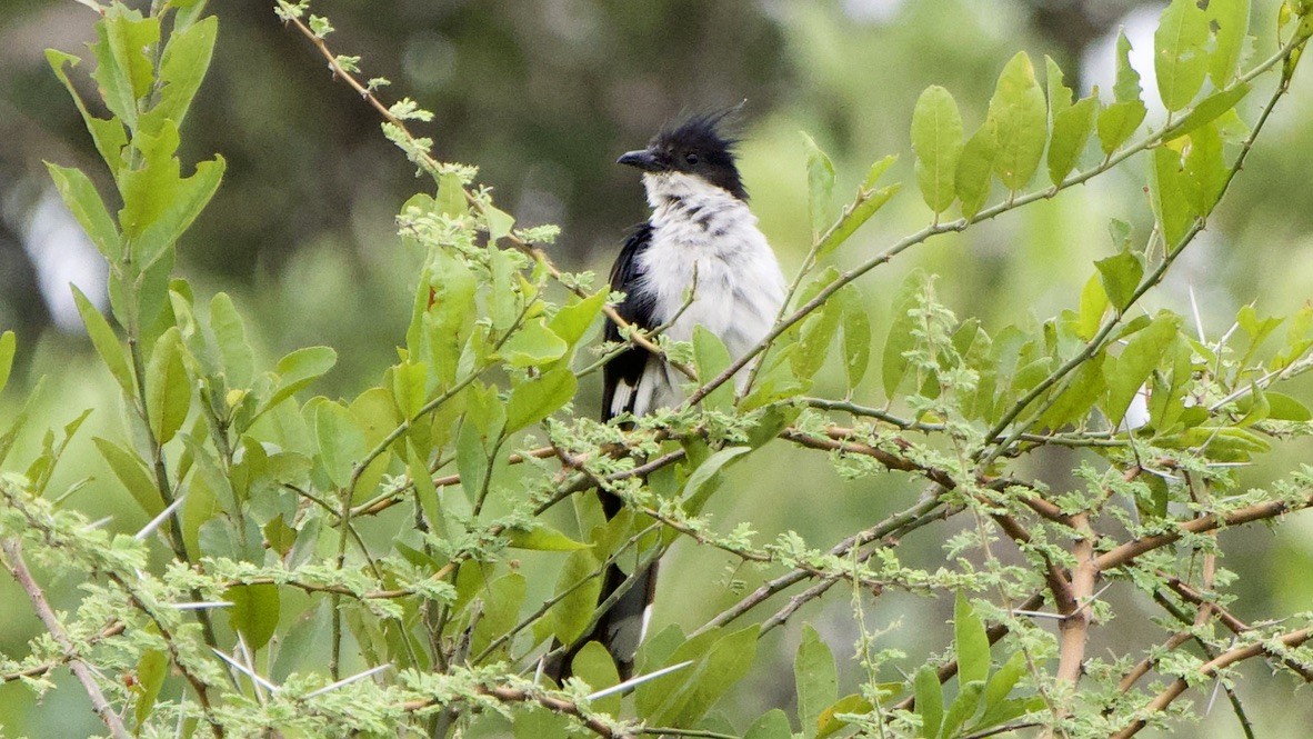 斑翅鳳頭鵑 - ML647526544