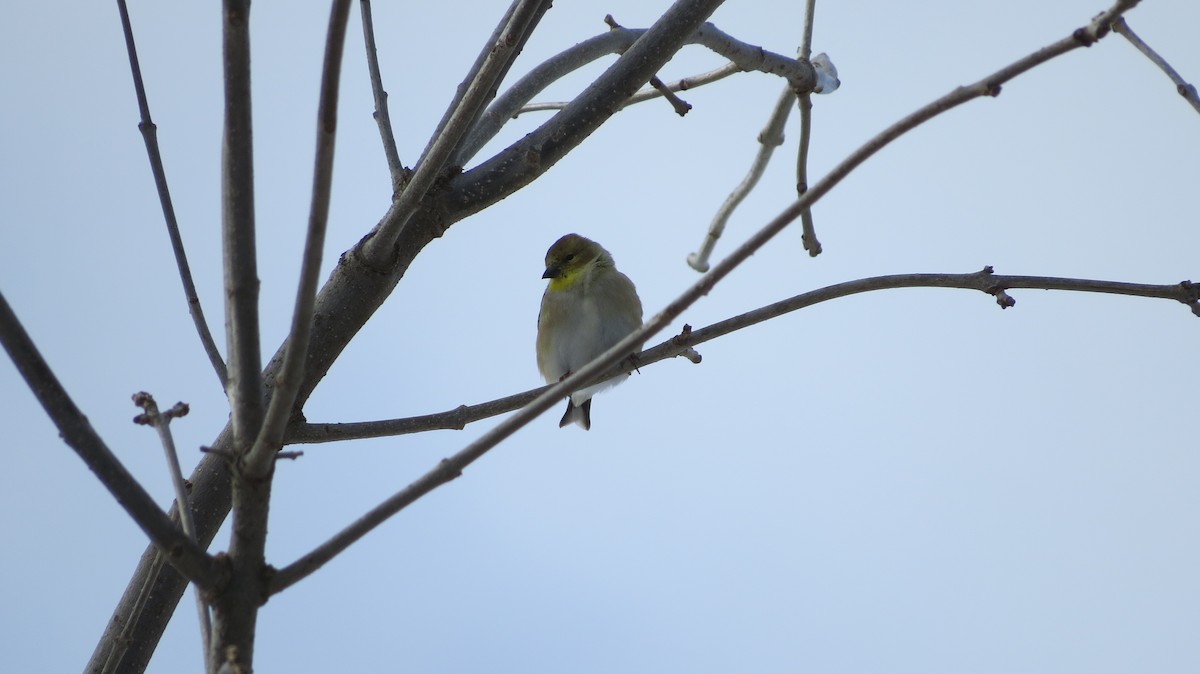 American Goldfinch - ML647526545