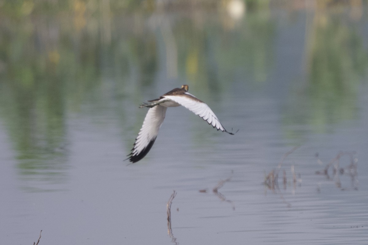 水雉 - ML647526546