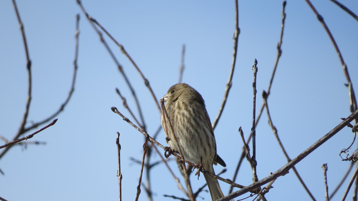 House Finch - ML647526547