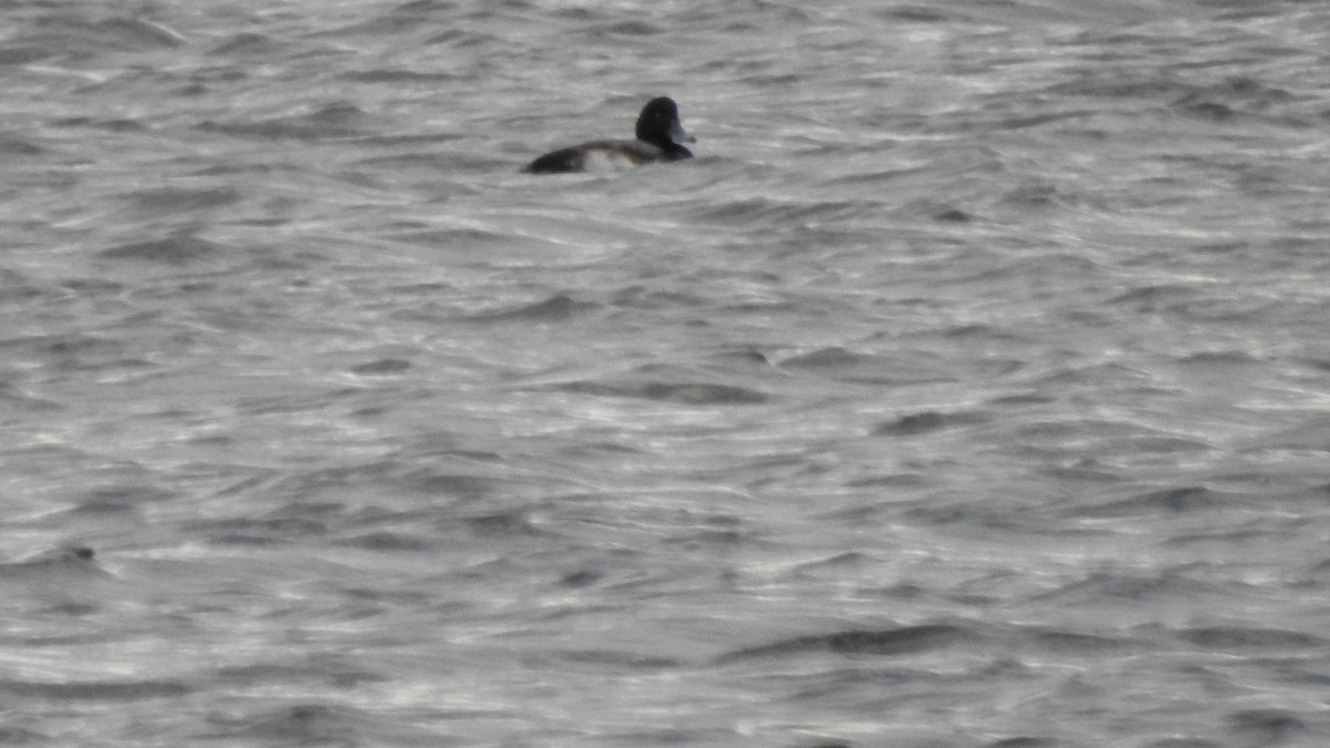 斑背潛鴨 - ML647526548