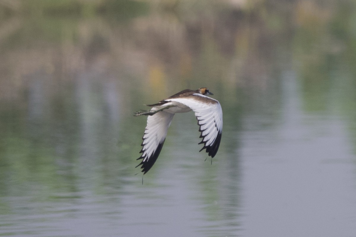 水雉 - ML647526549