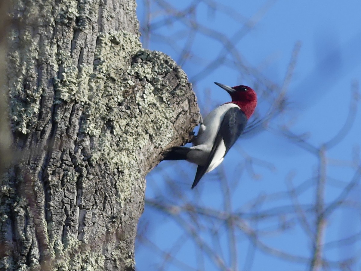 Red-headed Woodpecker - ML647526550