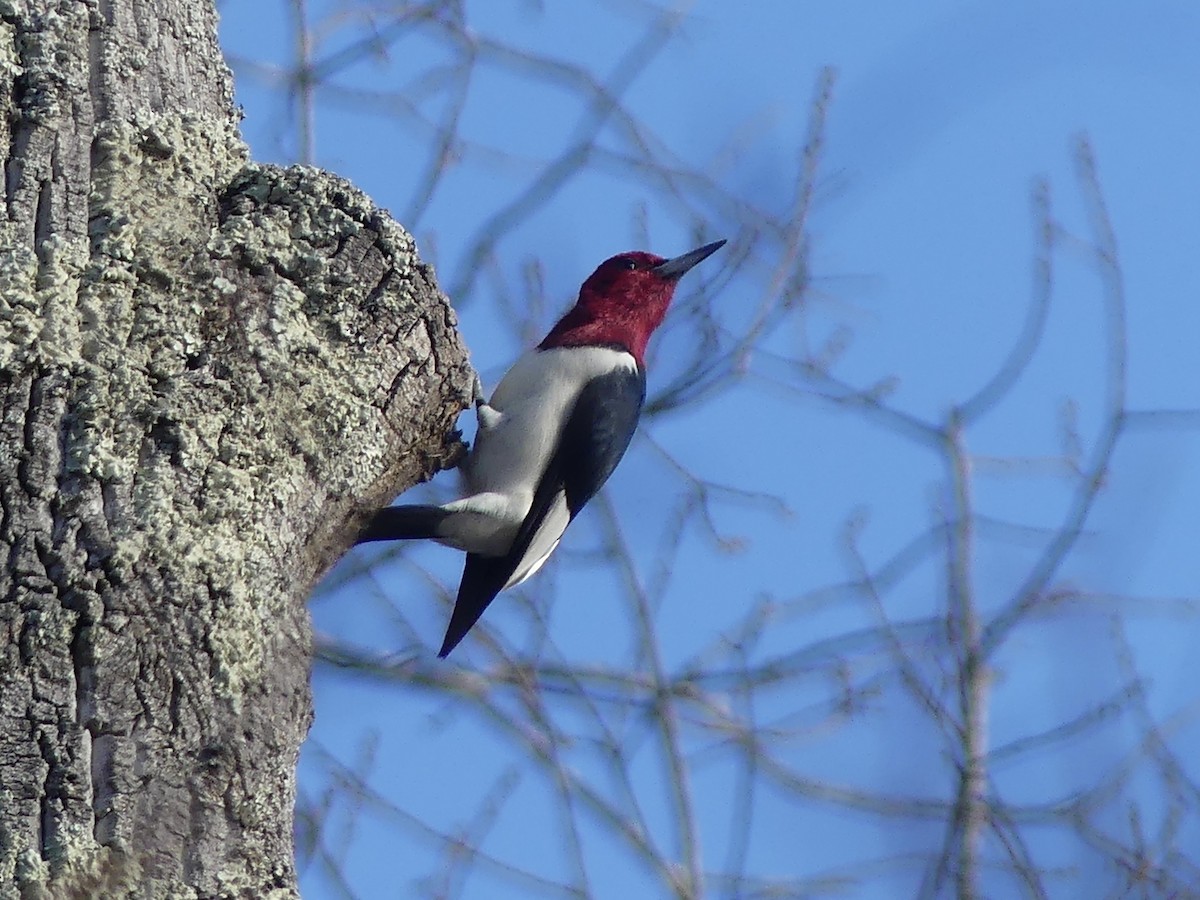 Red-headed Woodpecker - ML647526551