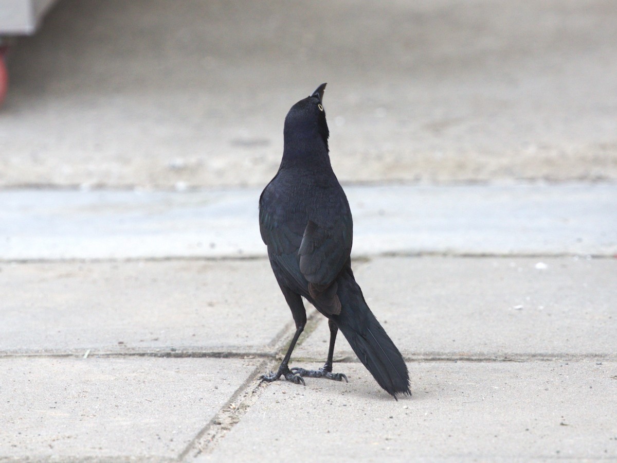 Carib Grackle - ML647526552