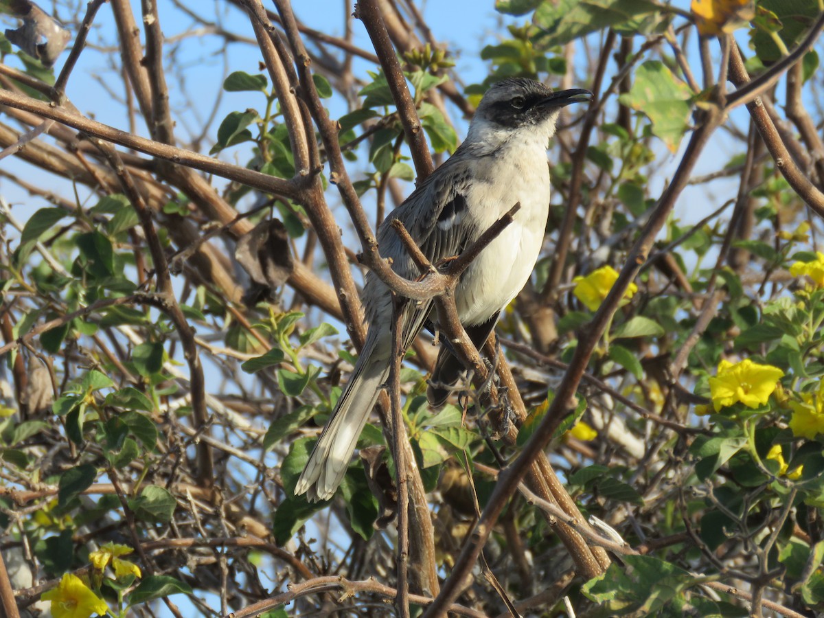 Galapagos Mockingbird - ML647526554