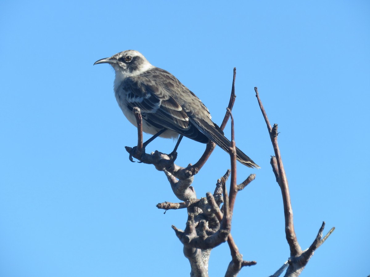 Galapagos Mockingbird - ML647526555