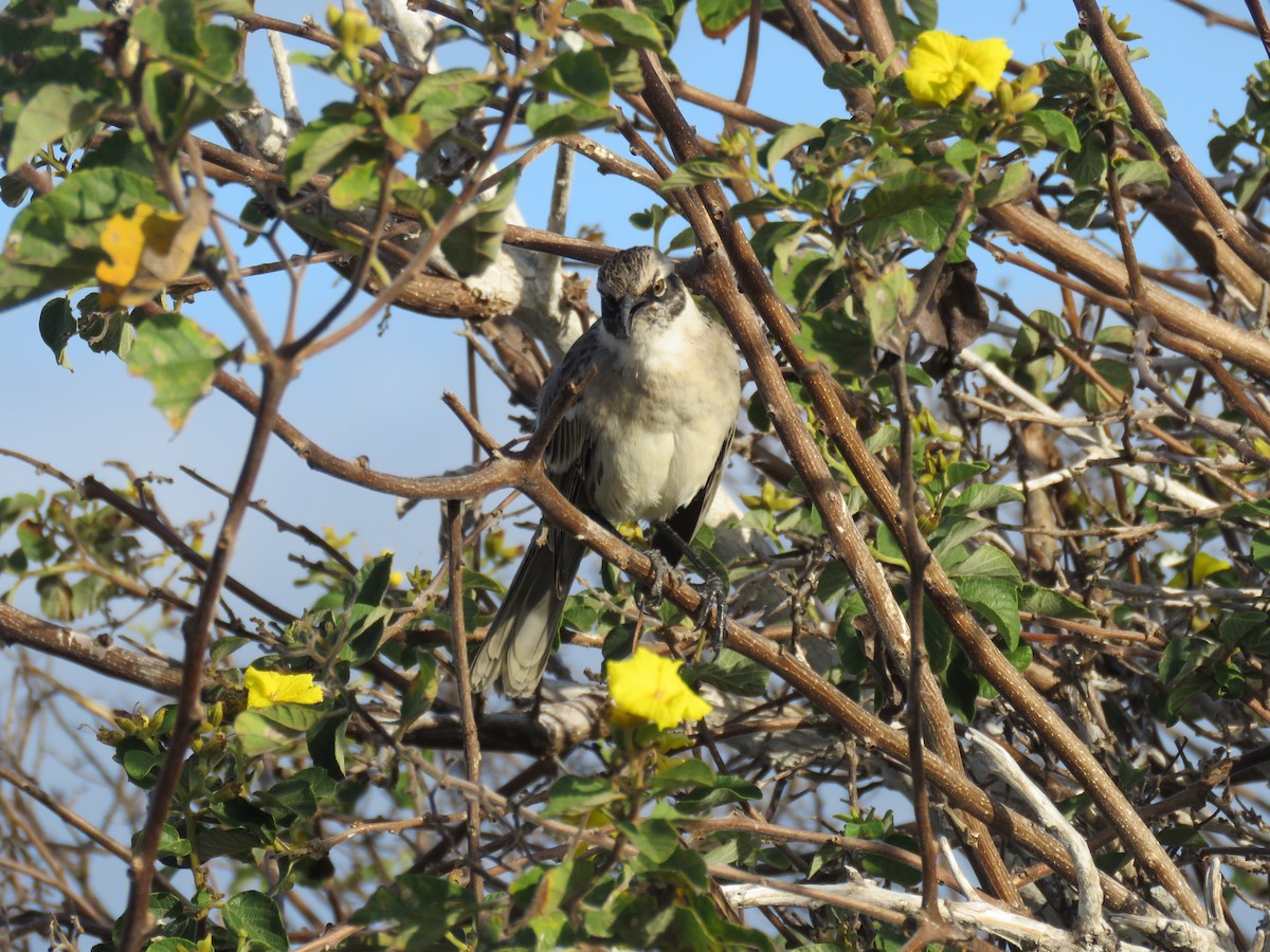Galapagos Mockingbird - ML647526556