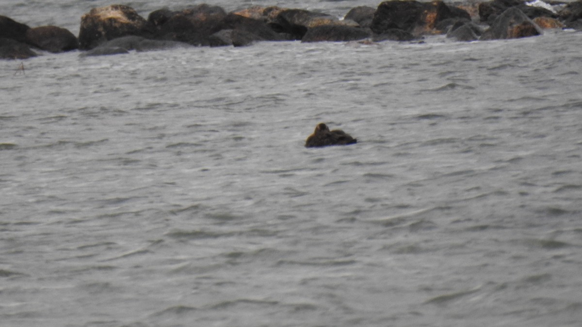 Common Eider - ML647526557