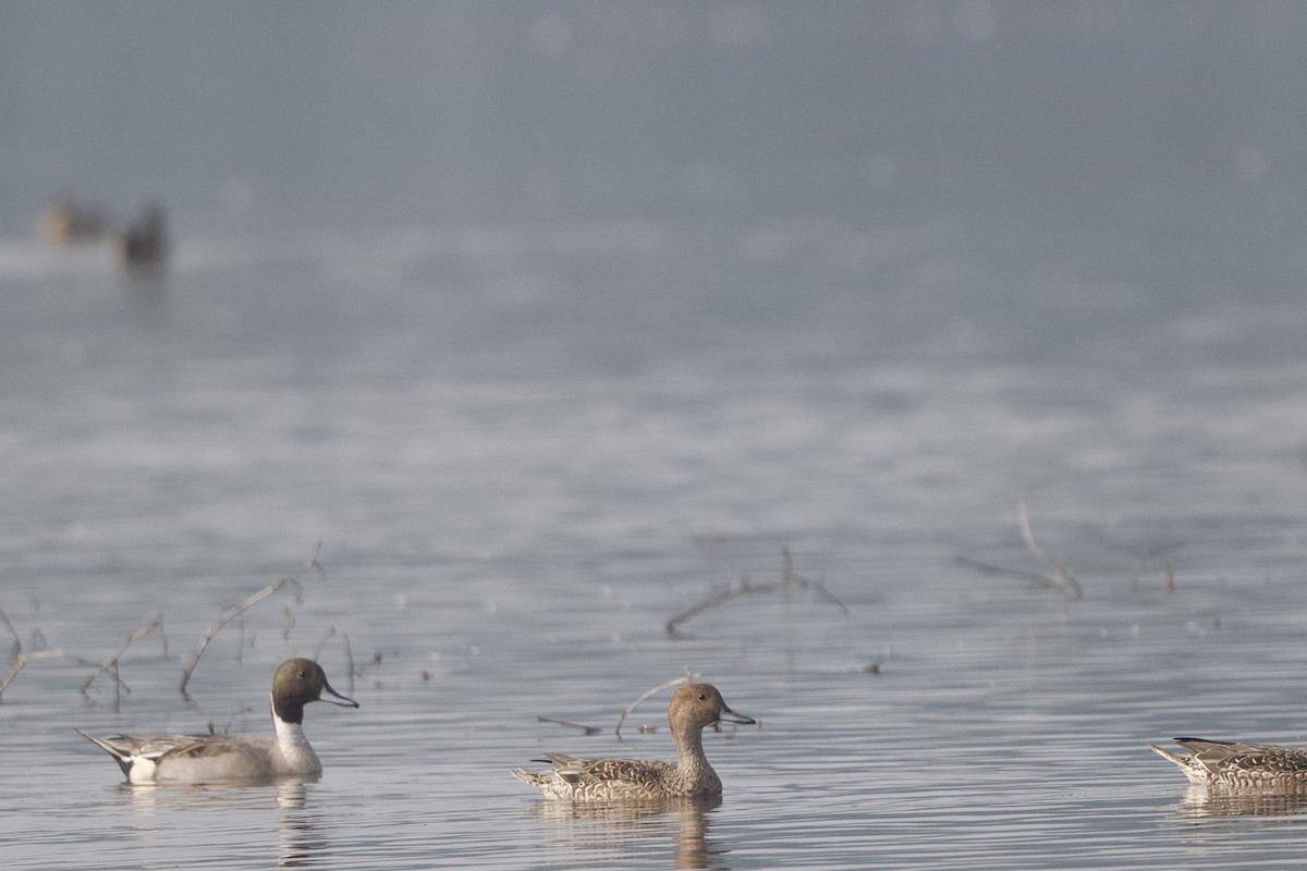 尖尾鴨 - ML647526558