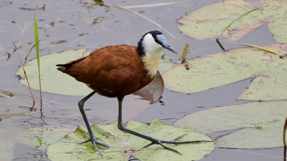 African Jacana - ML647526563