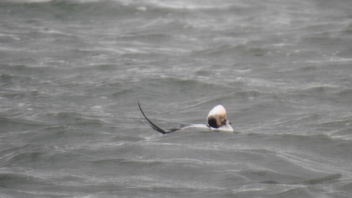 長尾鴨 - ML647526564