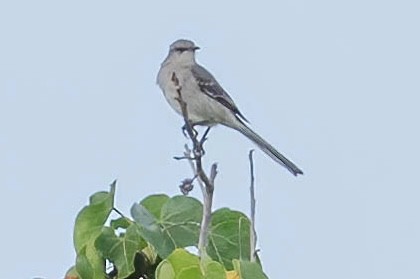 Northern Mockingbird - ML647526565
