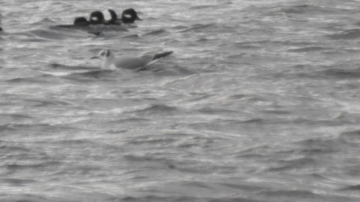 Bufflehead - ML647526567