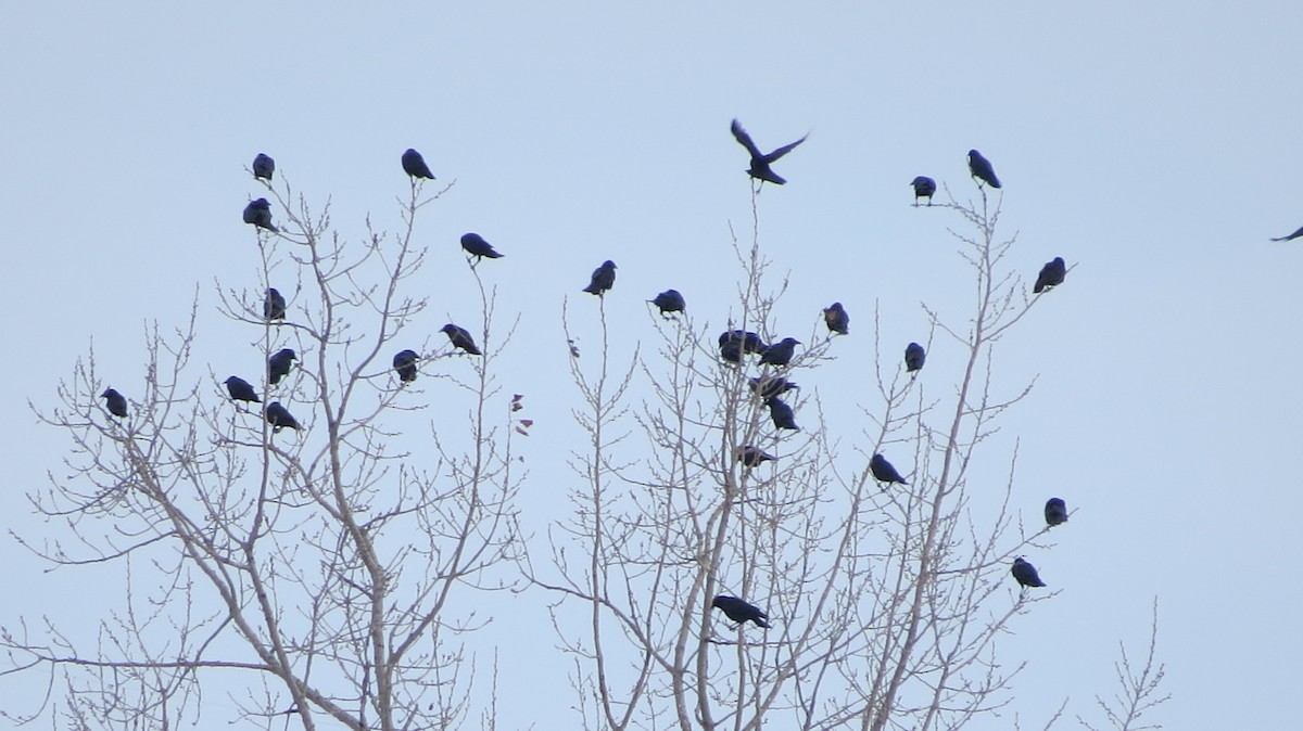 American Crow - ML647526568
