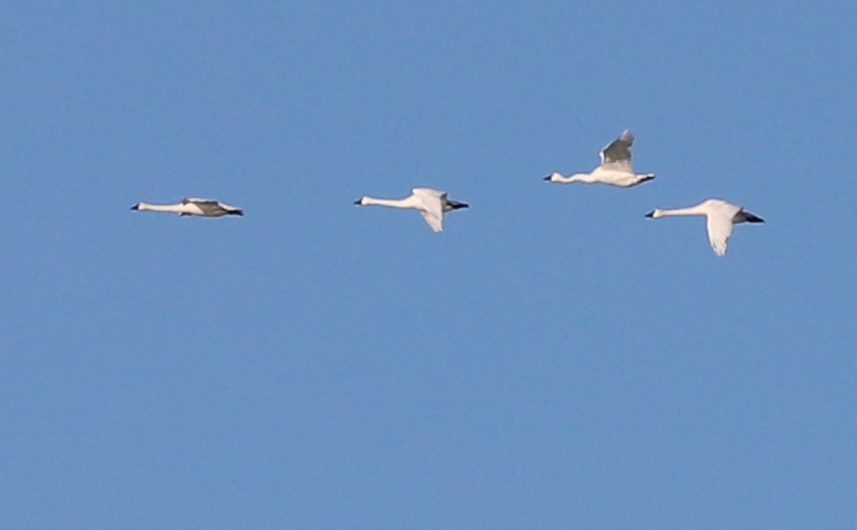 小天鵝(columbianus) - ML647526569