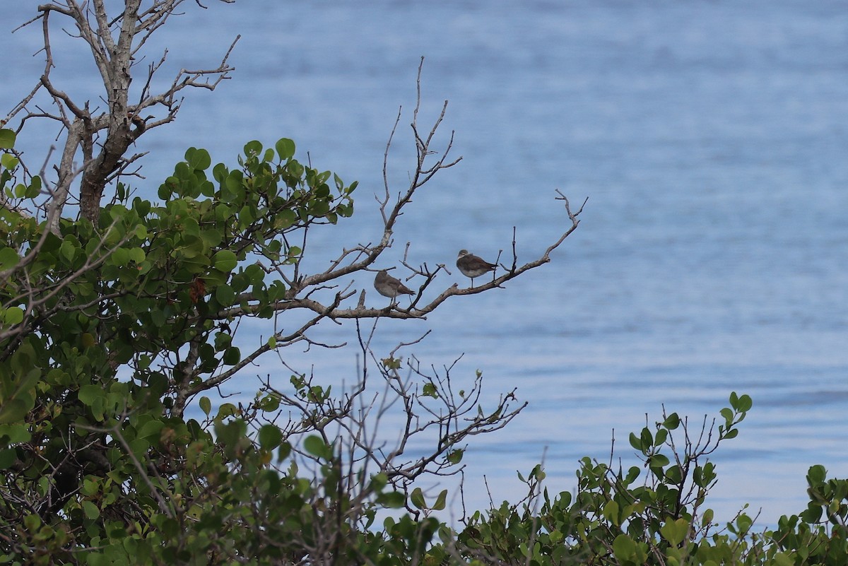 黃足鷸 - ML647526570