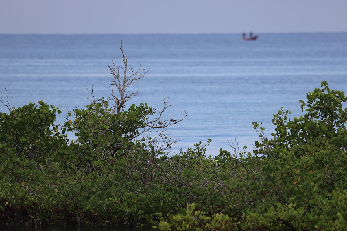 黃足鷸 - ML647526571