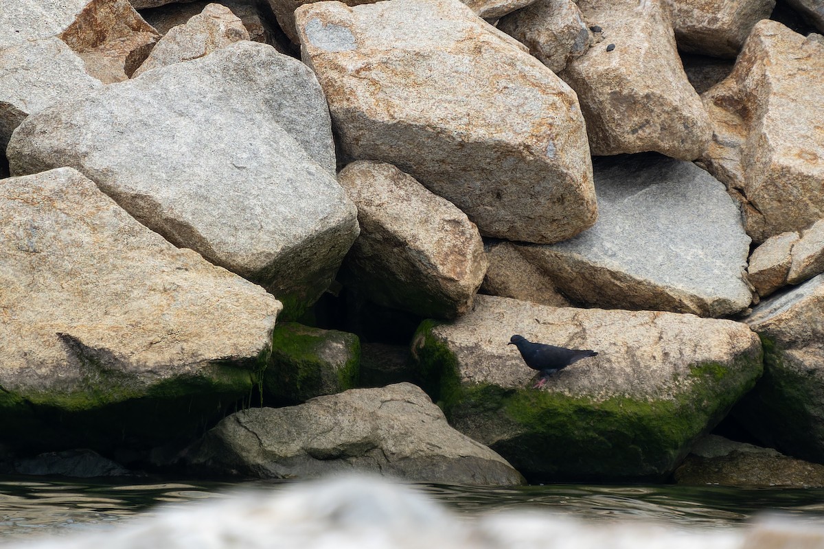 野鴿(野化) - ML647526572