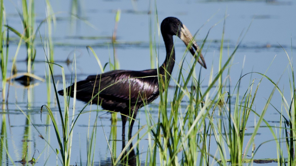 African Openbill - ML647526573