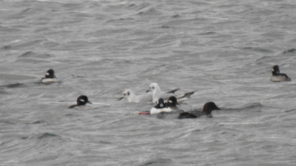 鵲鴨 - ML647526574