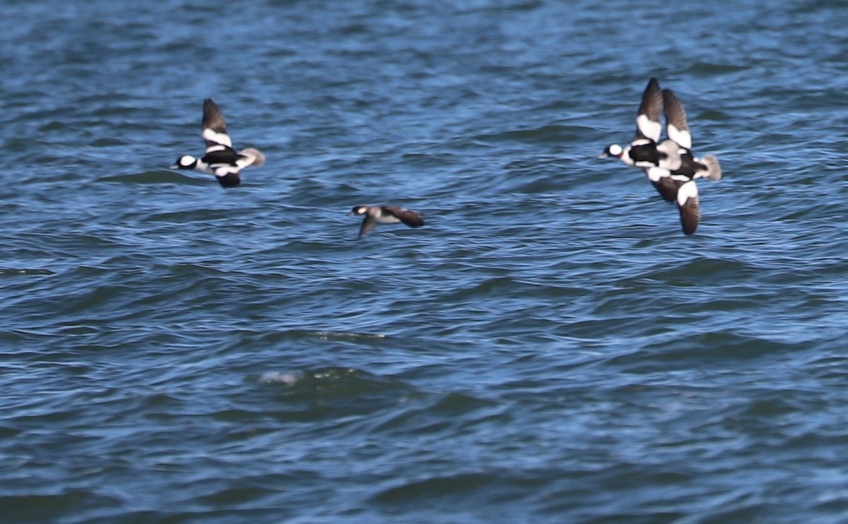 Bufflehead - ML647526575