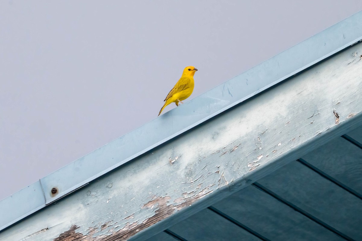 橙黃雀鵐 - ML647526577