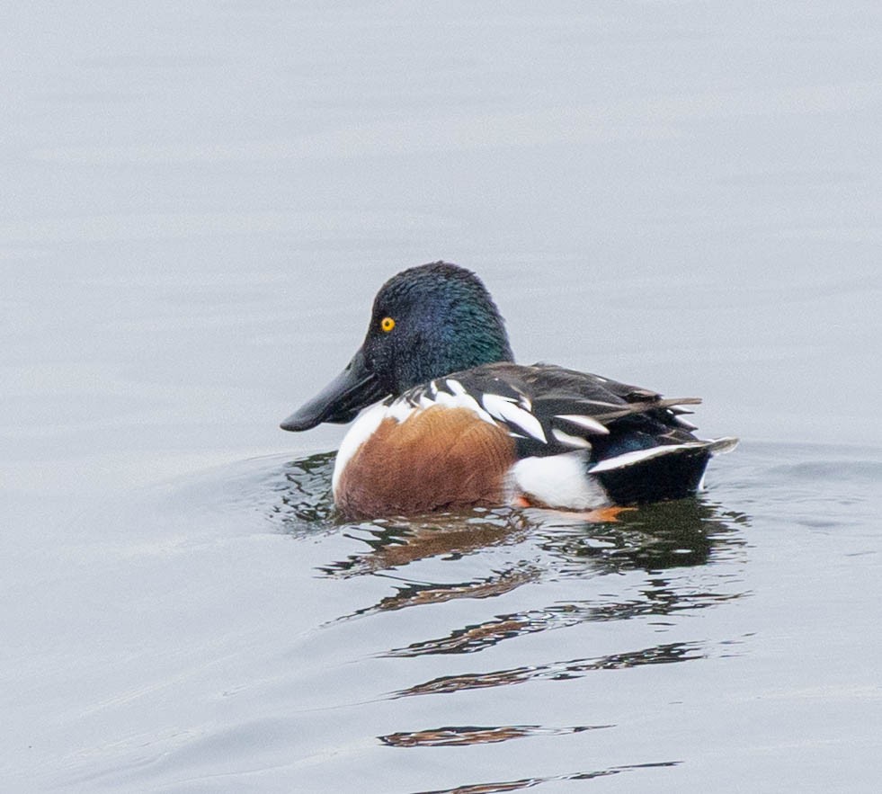 琵嘴鴨 - ML647526578