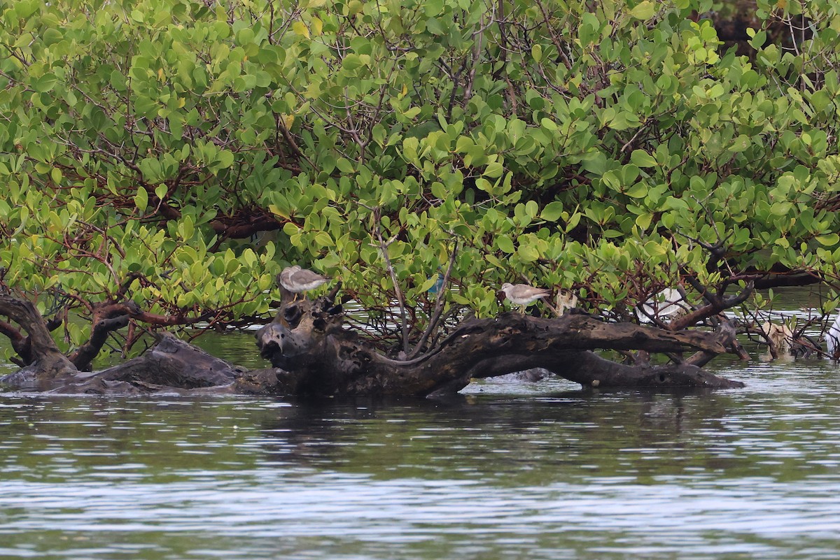 Playero Siberiano - ML647526579
