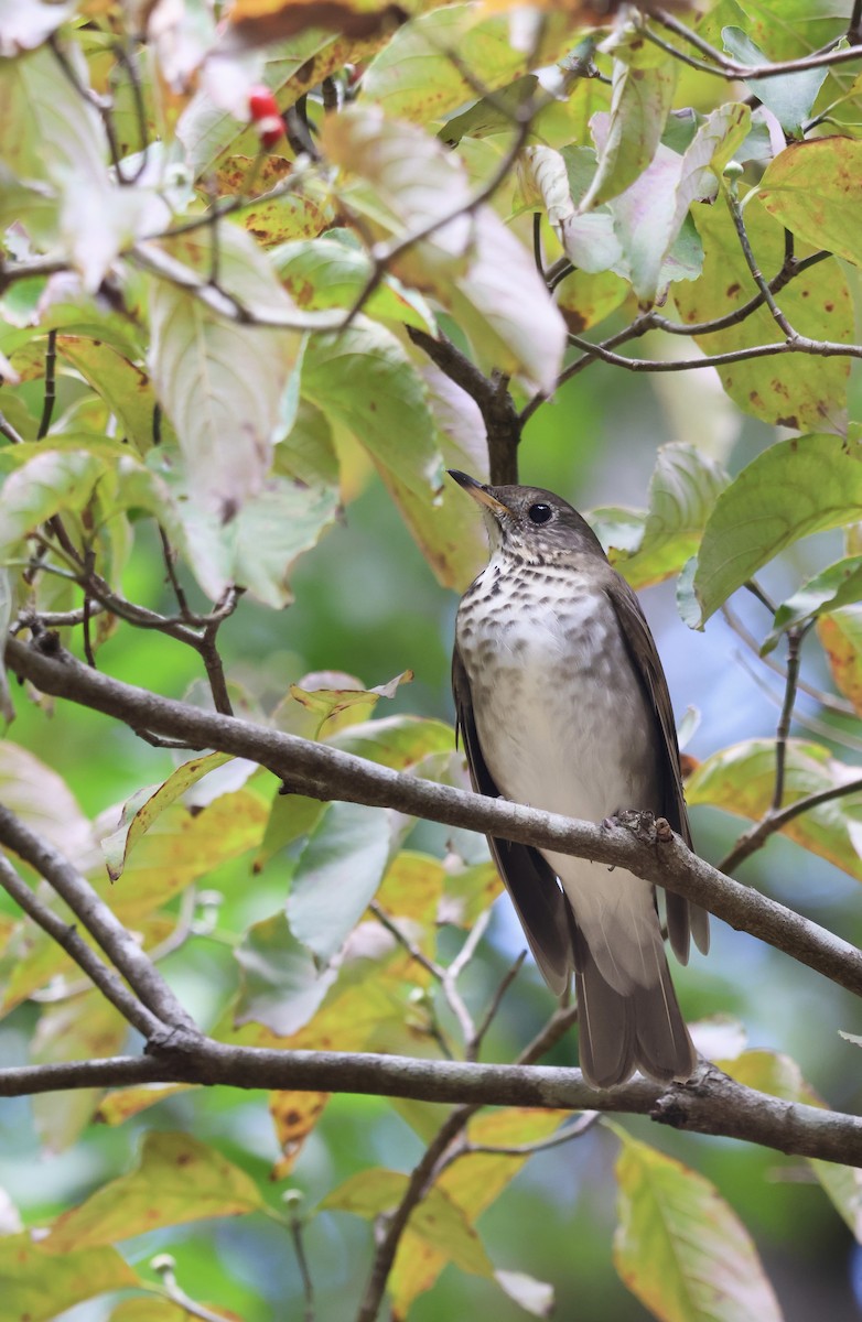 Gray-cheeked Thrush - ML647526591