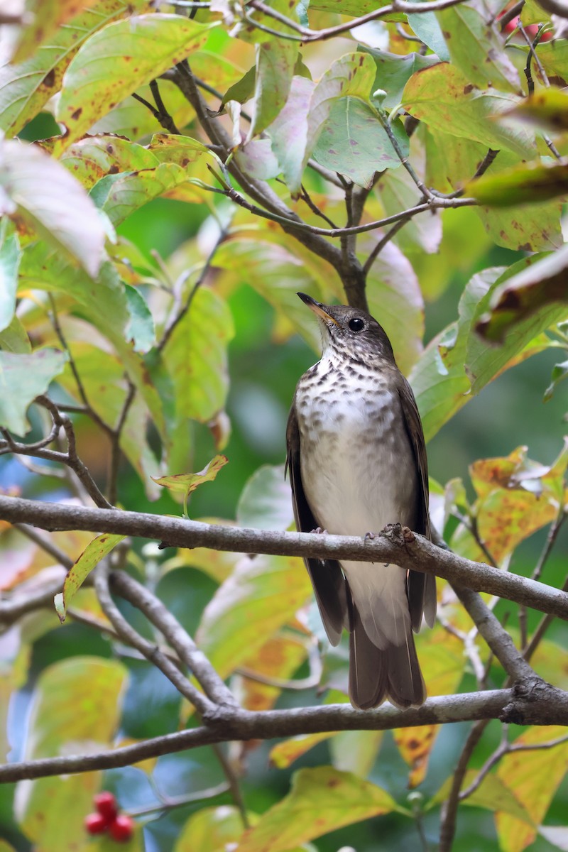 Gray-cheeked Thrush - ML647526593
