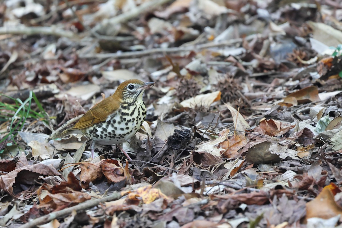 Wood Thrush - ML647526595
