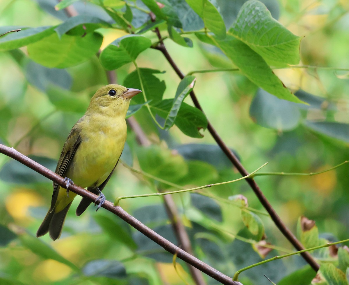 Scarlet Tanager - ML647526599