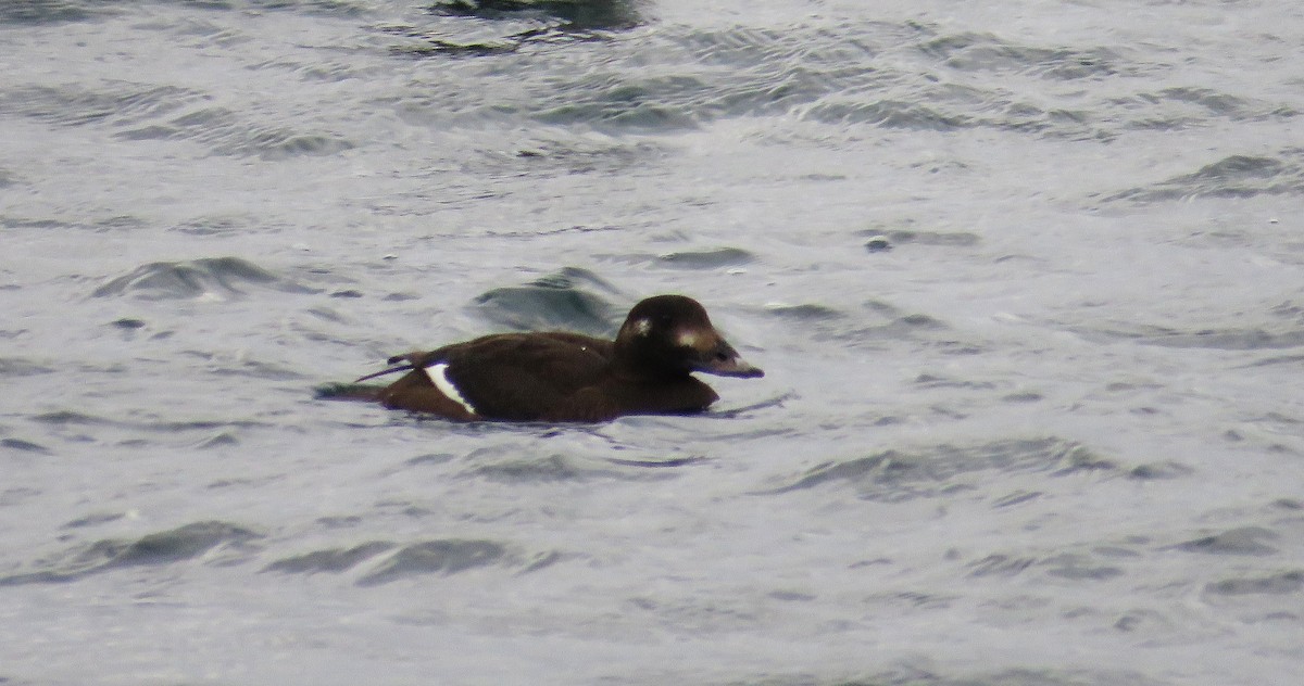 アメリカビロードキンクロ - ML647526614