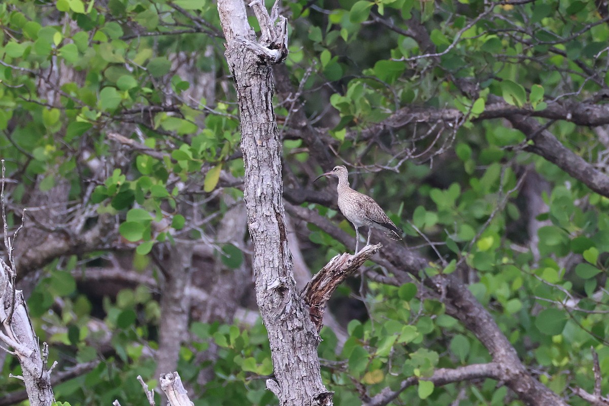 中杓鷸 - ML647526622