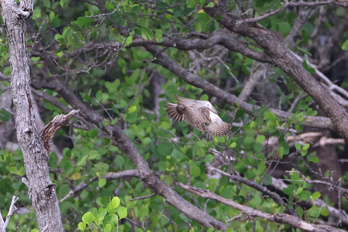 中杓鷸 - ML647526623