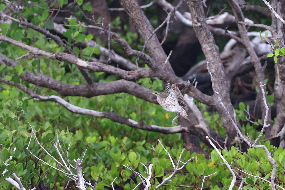 中杓鷸 - ML647526624