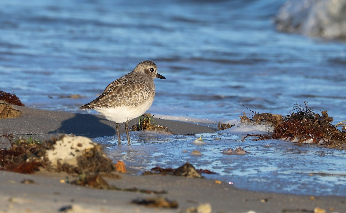 灰斑鴴 - ML647526625