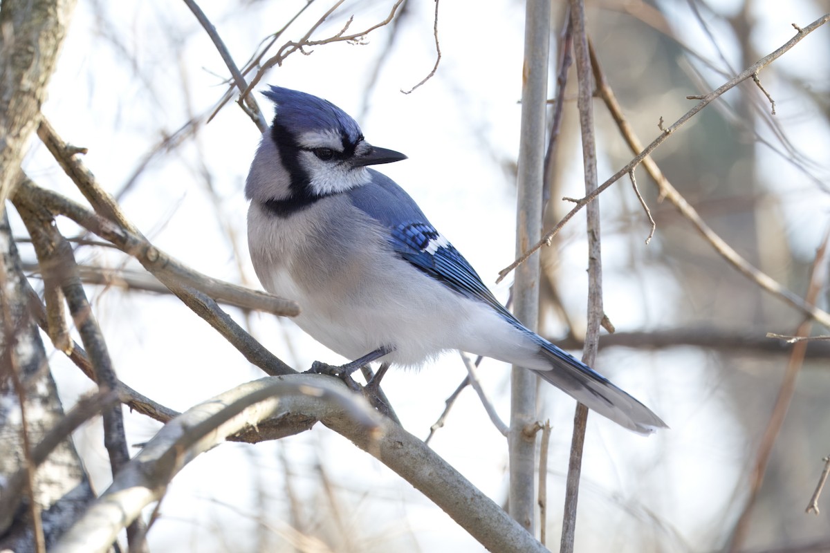 Blue Jay - ML647526630